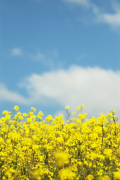 江戸川の菜の花