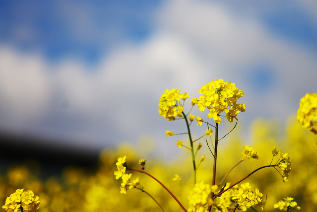 江戸川の菜の花