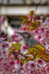 ひょこっ in 中川の河津桜