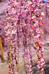 さくらと思った？梅だよん in 鈴鹿の梅