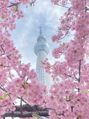 さくらのがくぶち　in 東京スカイツリー