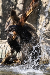 旭山動物園