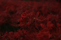 彼岸花