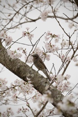 桜と野鳥