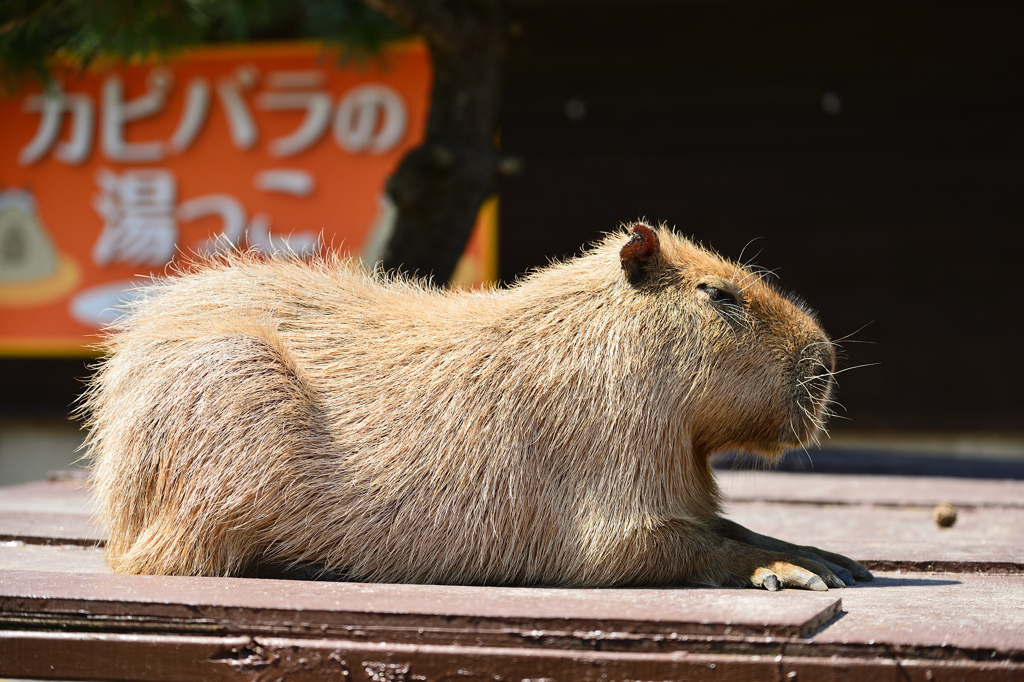 うたた寝