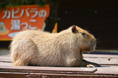 うたた寝