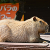 うたた寝