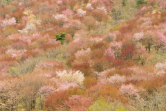 里山の春