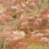 里山の春