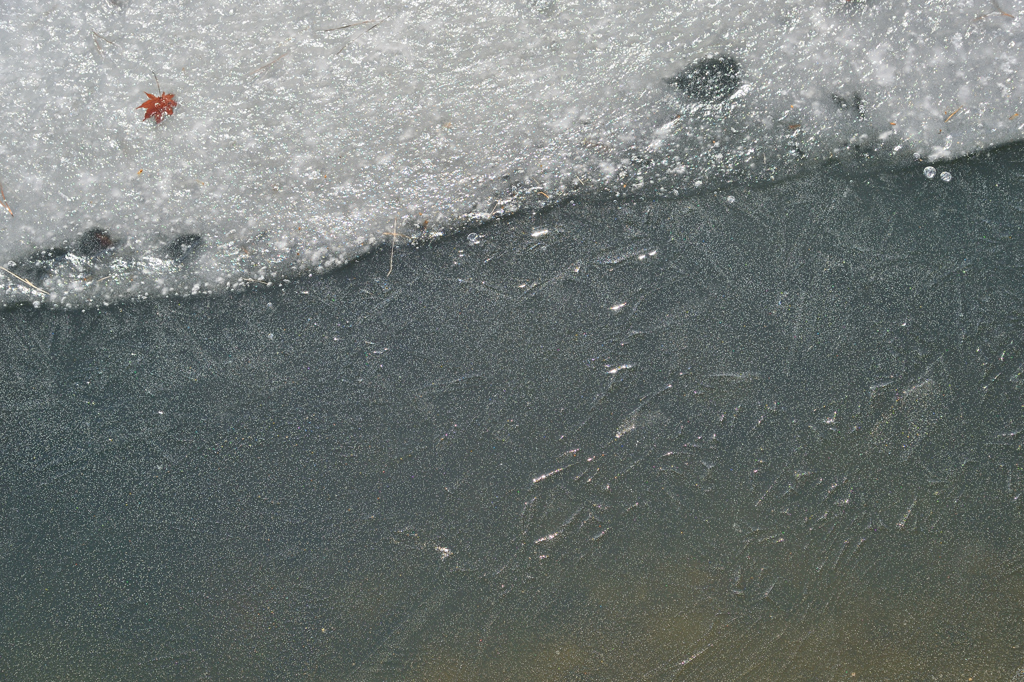 秋名残のモミジ