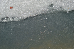 秋名残のモミジ