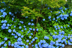 紫陽花とモミジ