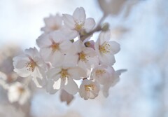 麗らかに咲く
