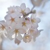 麗らかに咲く