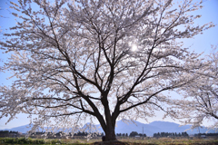 陽春