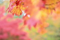 ふんわり．．．秋色