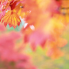 ふんわり．．．秋色