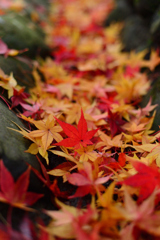 紅彩のフィナーレ