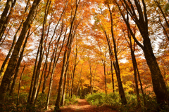 黄金色の散歩道 黄金色の散歩道