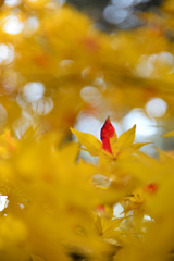 ちょっとだけ…紅（紅）