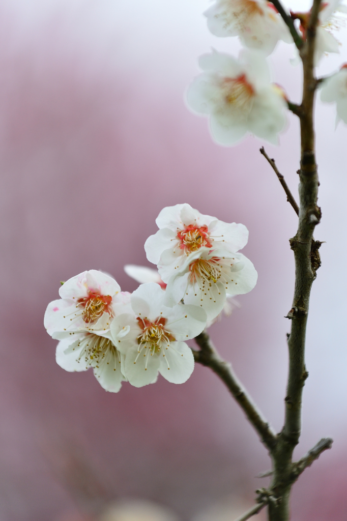 あけましておめでとうございます