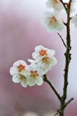 あけましておめでとうございます