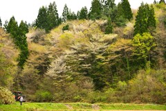 里山の春