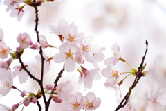 弘前公園の桜