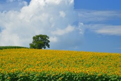 夏雲と向日葵