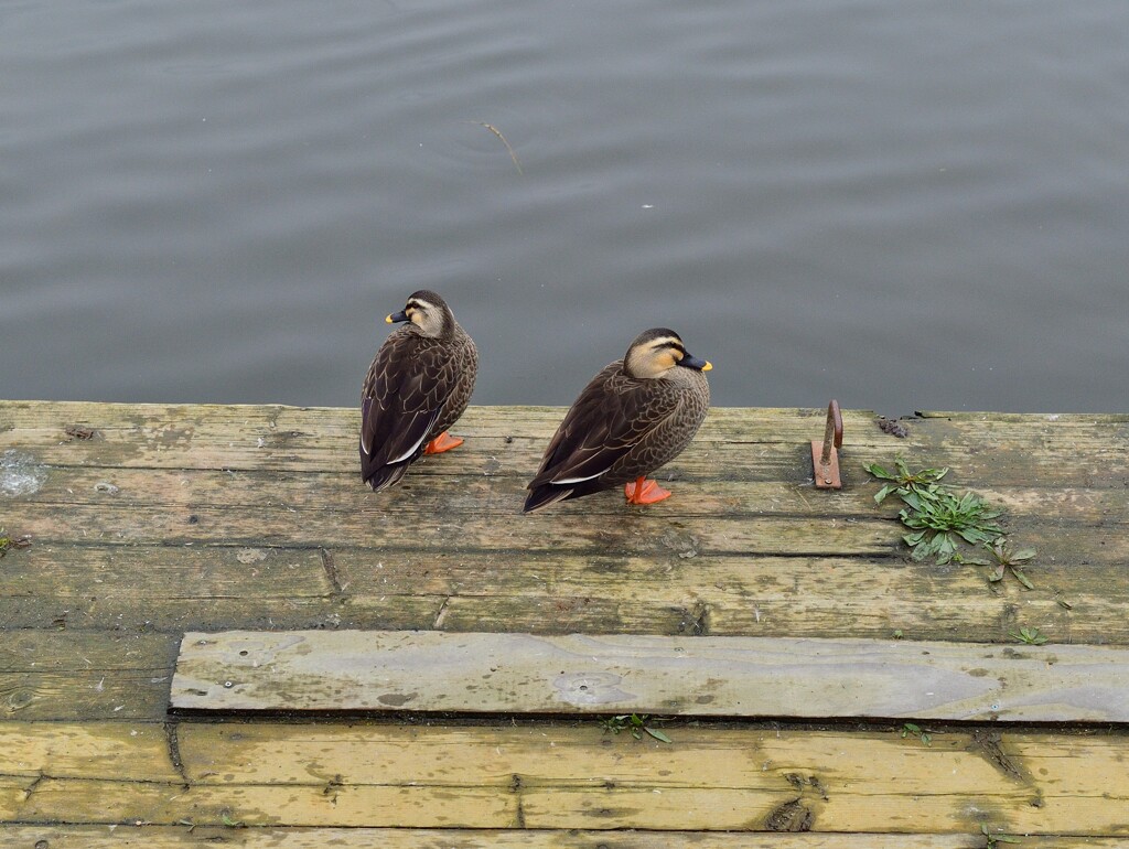 あっち向いて　ホイ