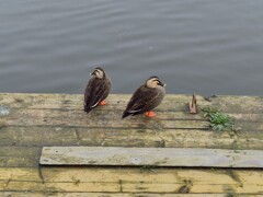 あっち向いて　ホイ