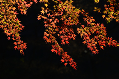紅葉の帳 紅葉の帳