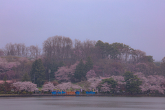 高松の池のさくら
