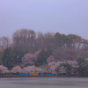 高松の池のさくら