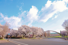 岩手県立大学の桜