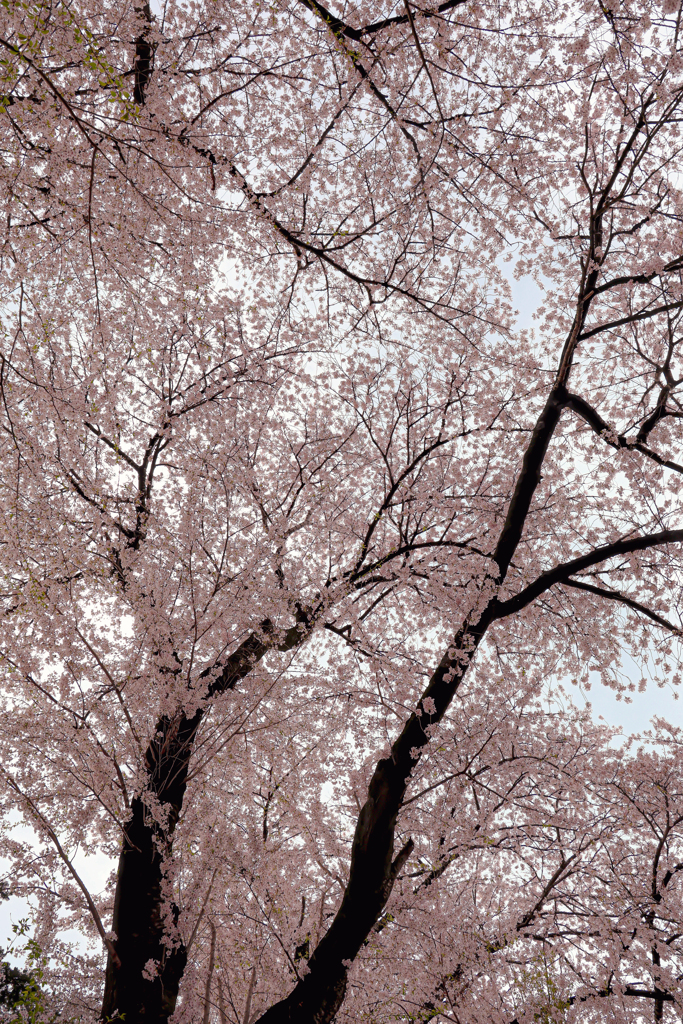 運動公園の桜