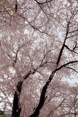 運動公園の桜