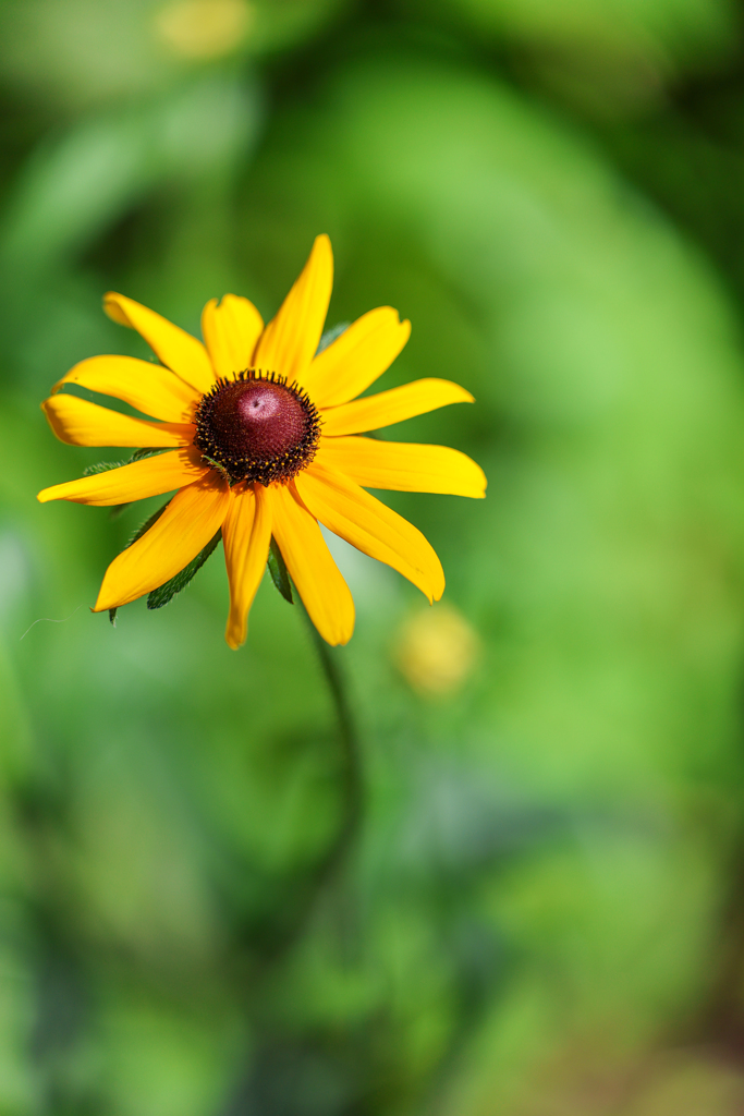森林公園の花