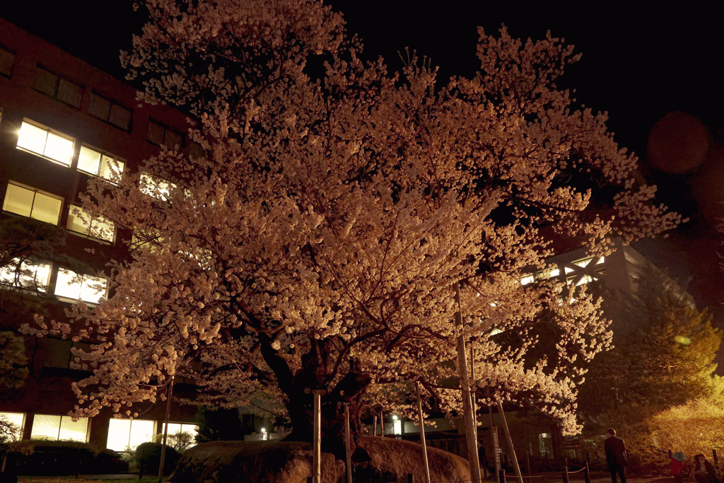 石割桜