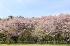森林公園の春