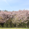 森林公園の春