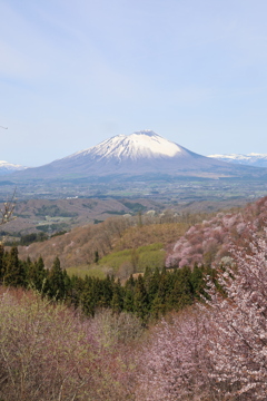 ヤマザクラと岩手山