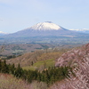 ヤマザクラと岩手山