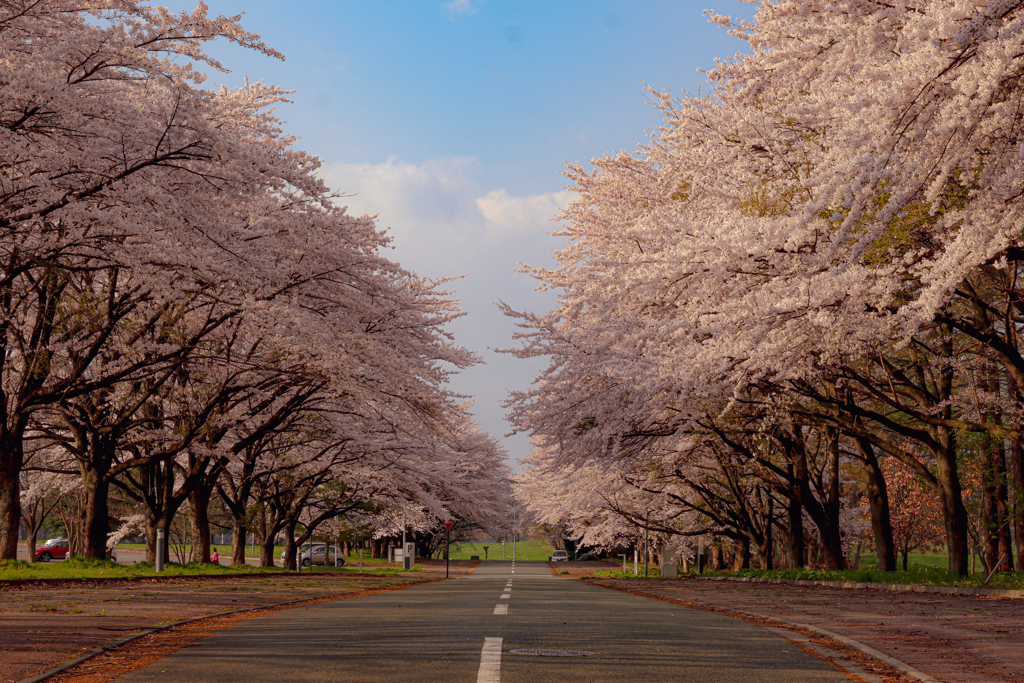 岩手県立大学の桜
