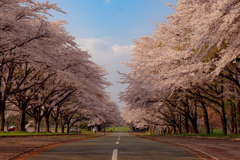 岩手県立大学の桜