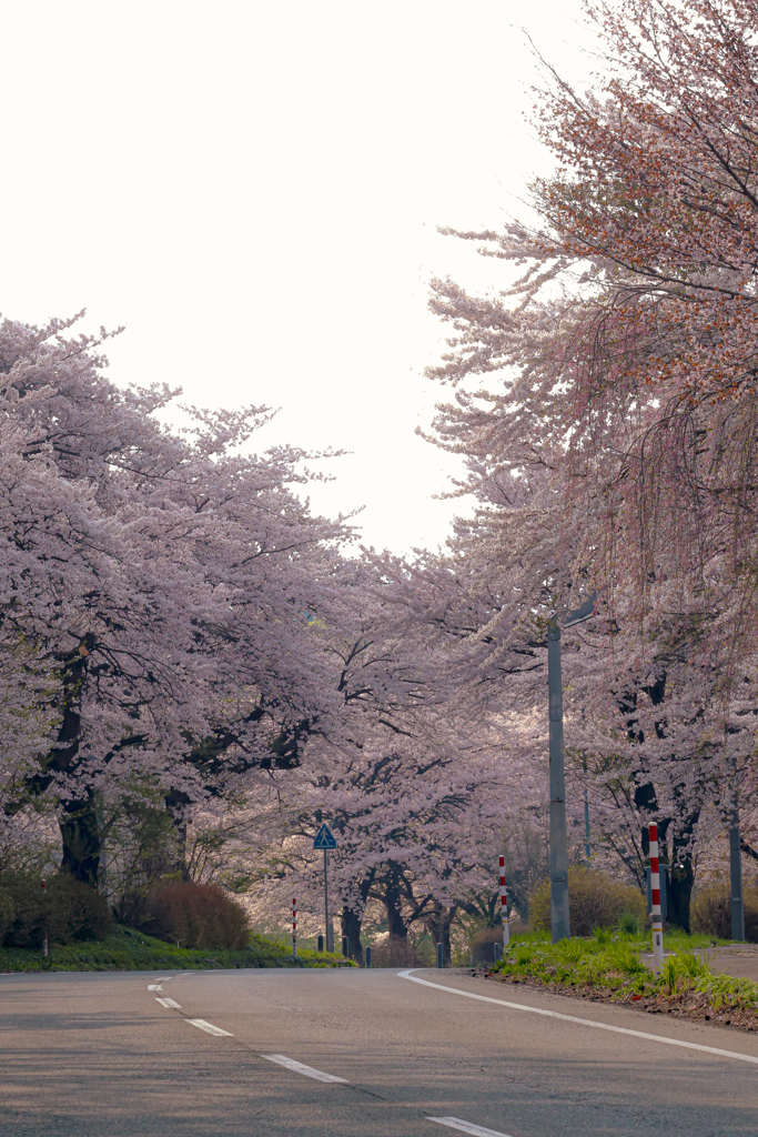 岩手県立大学の桜