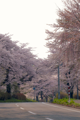 岩手県立大学の桜