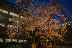 石割桜
