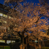石割桜