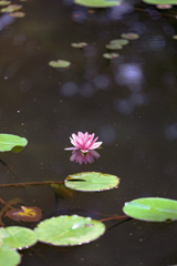 森林公園の睡蓮